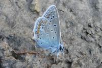 Polyommatus icarus