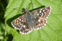 Pyrgus malvae