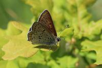Lycaena tityrus