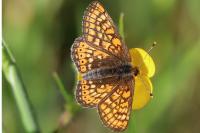 Euphydryas aurinia