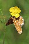 Euphydryas aurinia