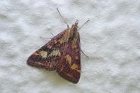 Pyrausta purpuralis