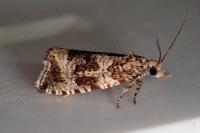 Celypha lacunana