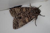 Acronicta megacephala