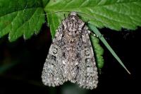 Acronicta rumicis