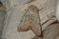 Charanyca trigrammica