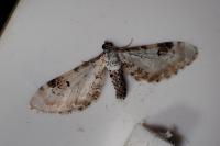 Eupithecia centaureata
