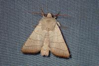 Charanyca trigrammica