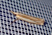 Crambus pascuella