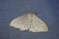Idaea subsericeata