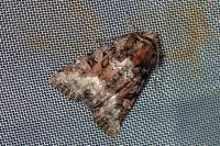 Oligia