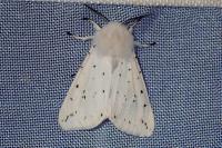 Spilosoma lubricipeda