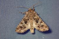 Hadena bicruris