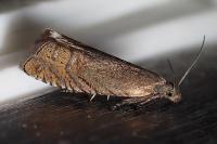 Grapholita gemmiferana