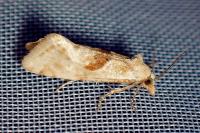 Cochylimorpha straminea