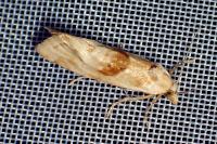 Cochylimorpha straminea