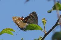 Satyrium pruni