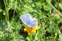 Polyommatus icarus