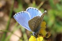 Lysandra bellargus