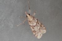 Scoparia