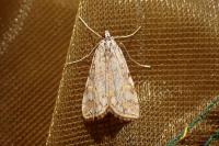 Elophila nymphaeata