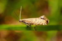 Glyphipterix thrasonella