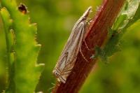 Crambus lathoniellus