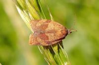 Cacoecimorpha pronubana