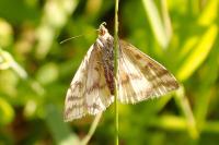 Sitochroa verticalis