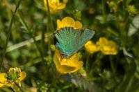 Callophrys rubi