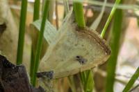 Rivula sericealis