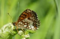 Melitaea athalia