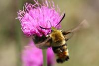 Hemaris tityus