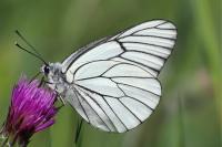 Aporia crataegi
