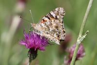 Vanessa cardui