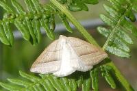 Petrophora chlorosata