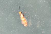 Micropterix tunbergella