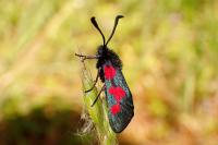 Zygaena trifolii