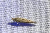 Plutella xylostella