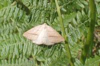 Petrophora chlorosata