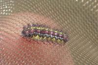 Aglaope infausta