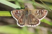 Pyrgus serratulae