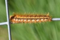 Euthrix potatoria