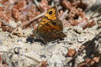 Lasiommata megera