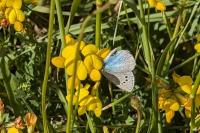 Glaucopsyche alexis