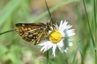 Carterocephalus palaemon