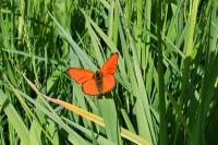 Lycaena dispar