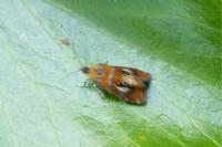 Olethreutes arcuella