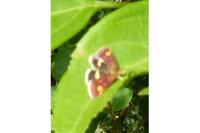 Pyrausta aurata