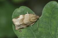Choristoneura hebenstreitella